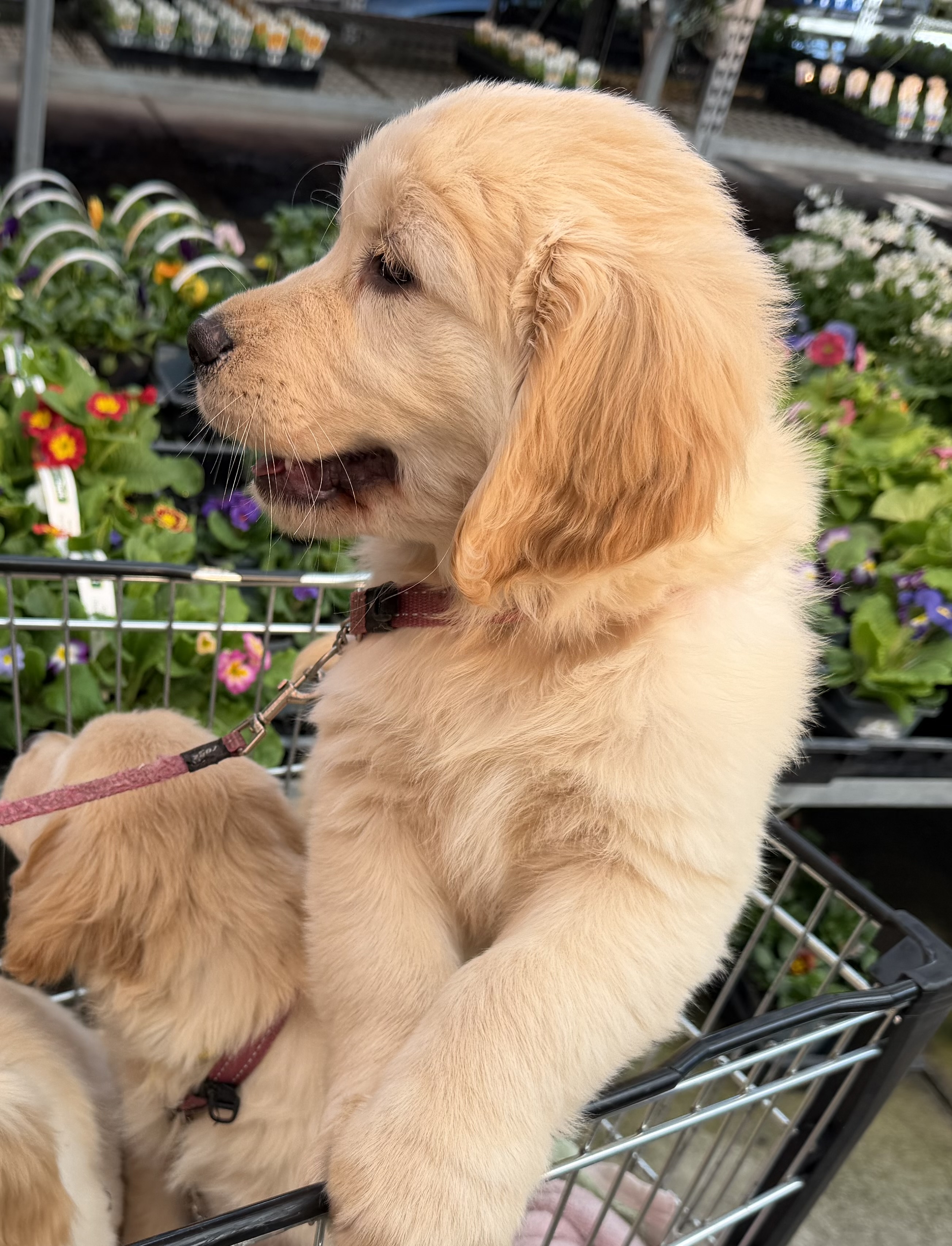 Golden Retriever puppy for sale by WILDSOUL