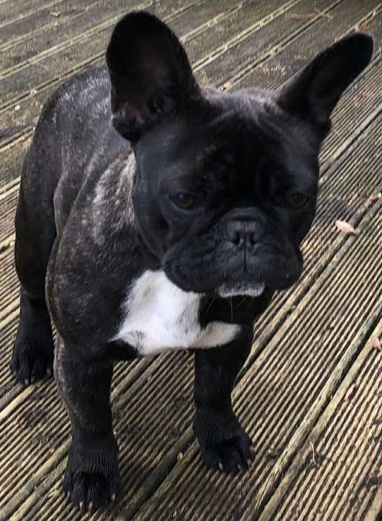 French Bulldog dog for sale by SUE