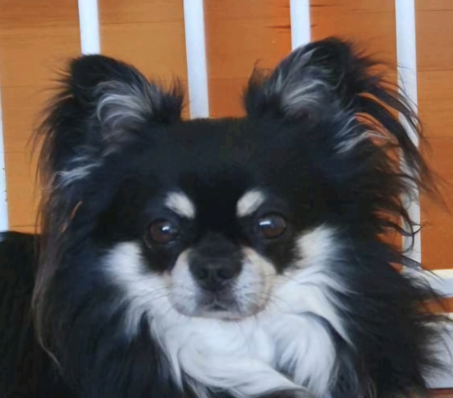 Chihuahua (Long Coat) dog for sale by KATHLEENLILLEBY