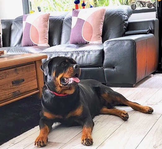 Rottweiler dog for sale by TREUHUNDE