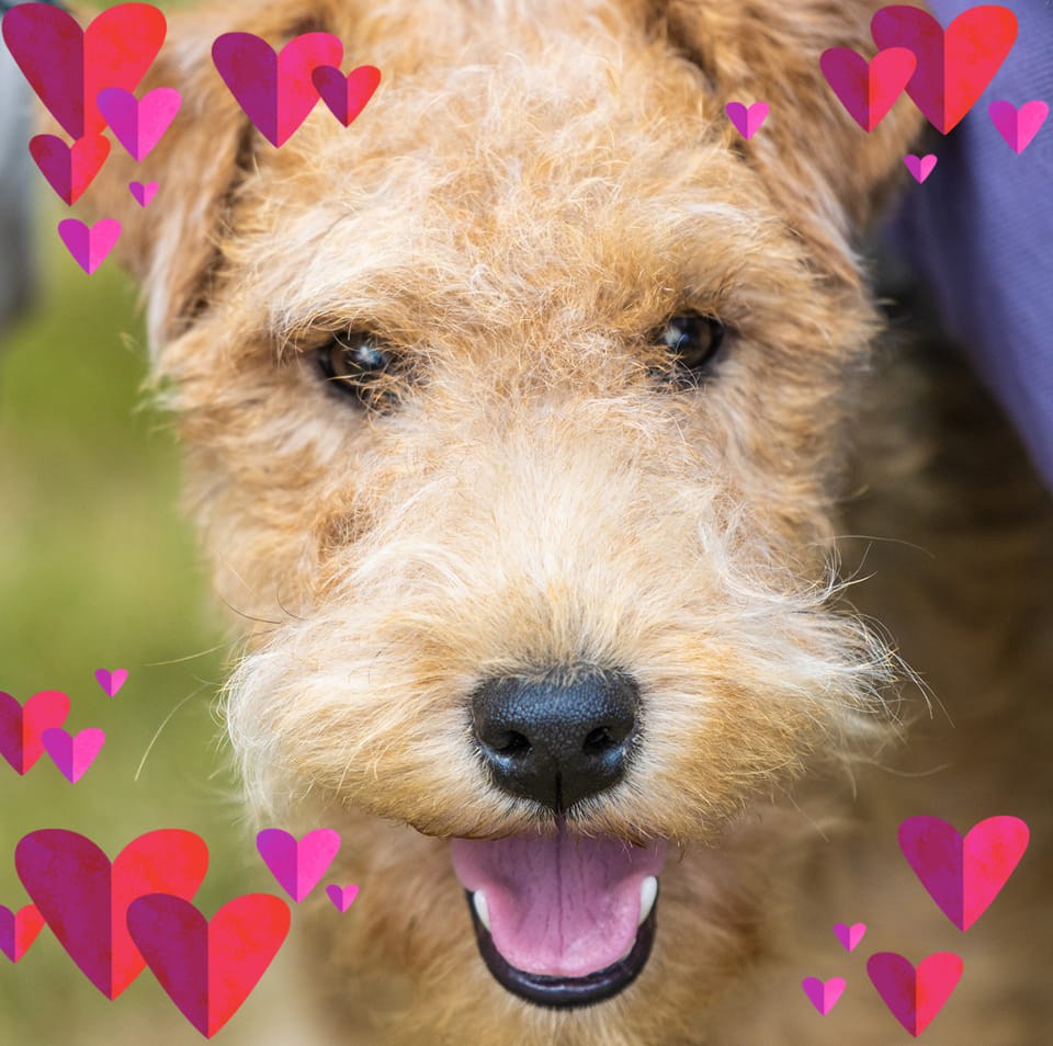 Lakeland Terrier dog for sale by LAKESTON