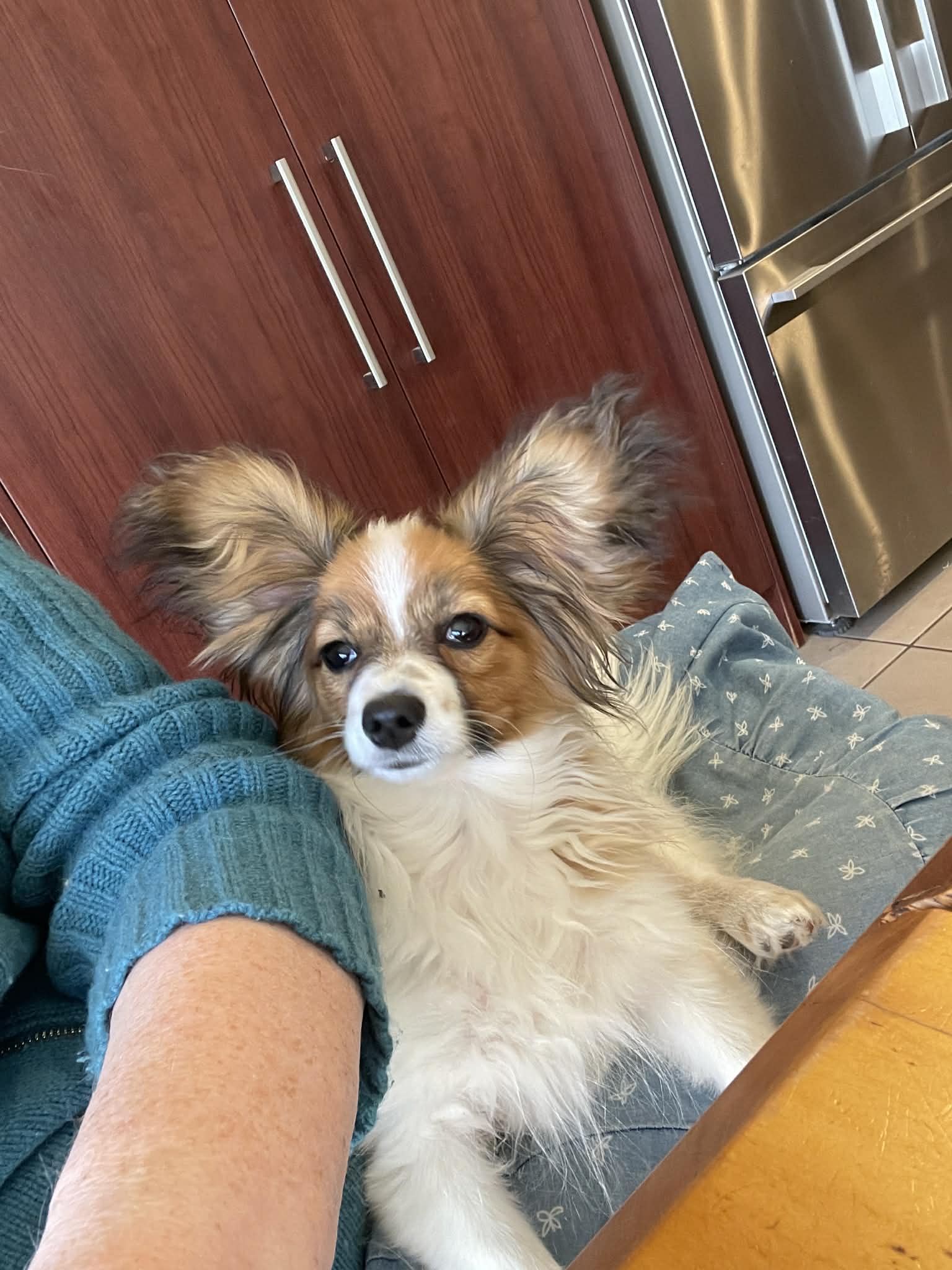 Papillon dog for sale by SAINTROSE