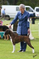 Click to see more details for this dog