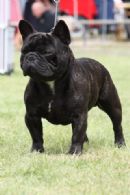 Click to see more details for this dog