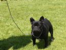 Click to see more details for this dog
