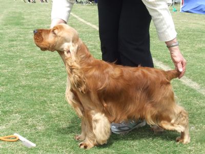 https://www.dogzonline.co.nz/images/profiles/09/07/53128_480.jpg