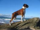 Click to see more details for this dog