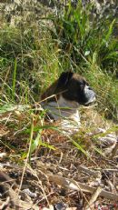 Click to see more details for this dog