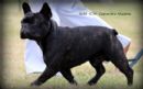 Click to see more details for this dog