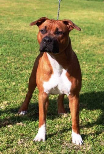 Nz Ch Zaliamstaff All Eyes On Me Owned By L Vacy Lyle Z Jordan J Klenner