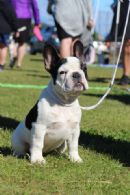 Click to see more details for this dog