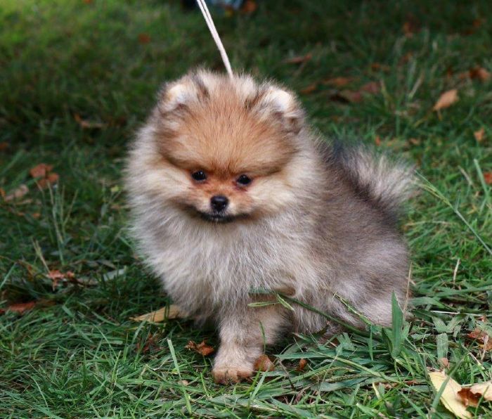 Tribble Pomeranians