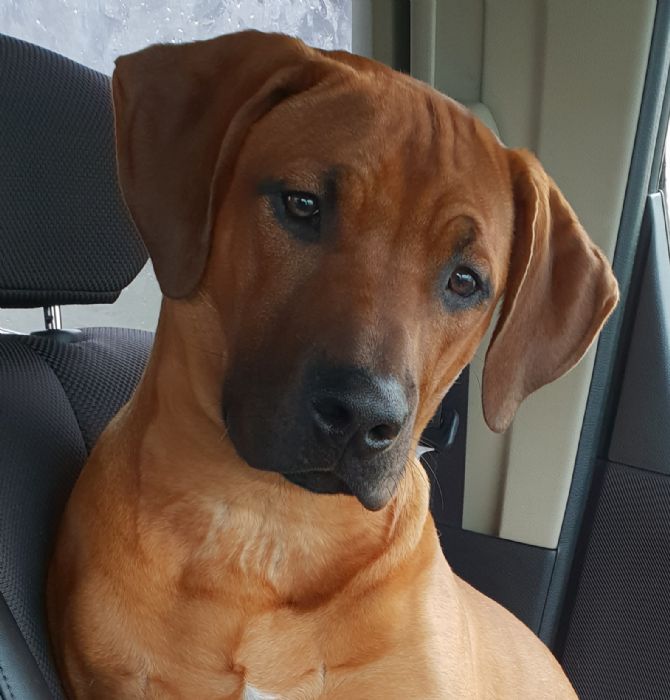 https://www.dogzonline.co.nz/images/profiles/19/01/108774_121201922345M.jpg