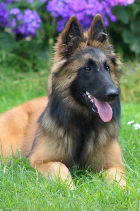 Belgian Shepherd Dog - Tervueren Profiles and Pedigrees
