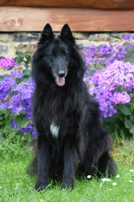 Belgian Shepherd Dog - Groenendael Profiles and Pedigrees