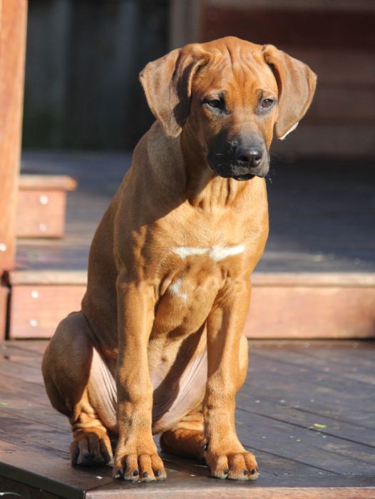 https://www.dogzonline.co.nz/images/profiles/19/08/112148_8102019221151M.jpg