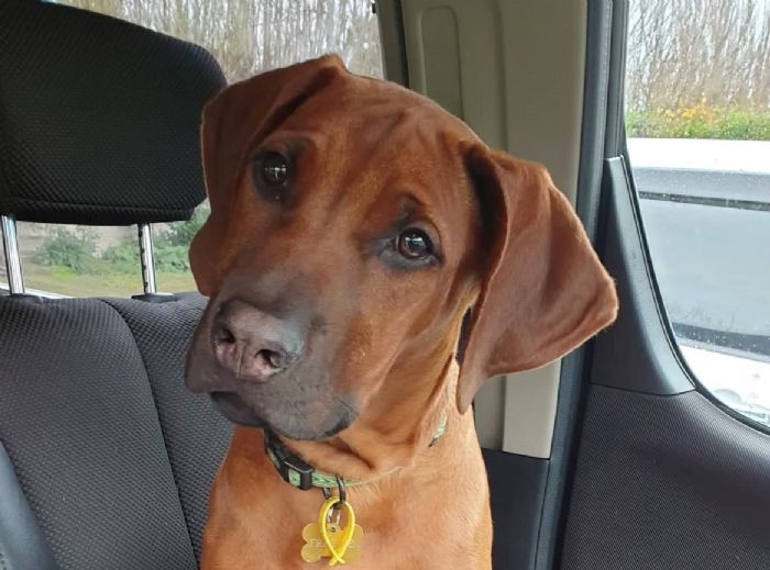 https://www.dogzonline.co.nz/images/profiles/19/08/112306_8202019203559M.jpg