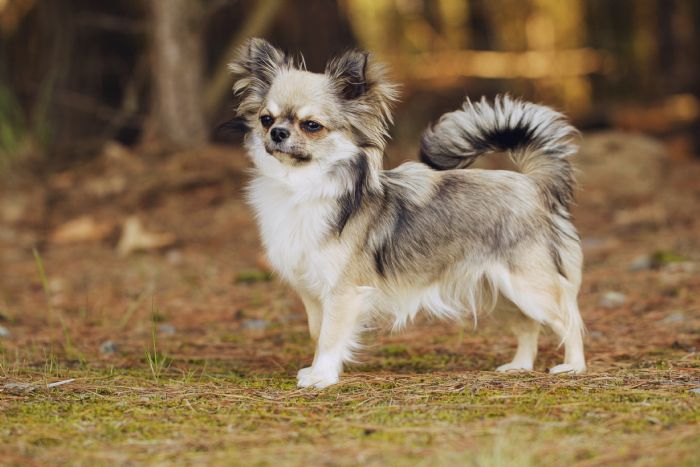 https://www.dogzonline.co.nz/images/profiles/19/09/108771_982019221018M.jpg
