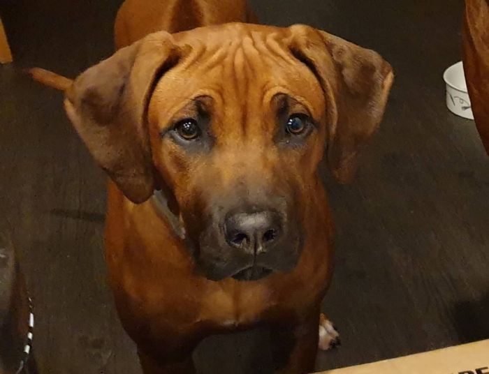 https://www.dogzonline.co.nz/images/profiles/19/09/112225_92201921312M.jpg