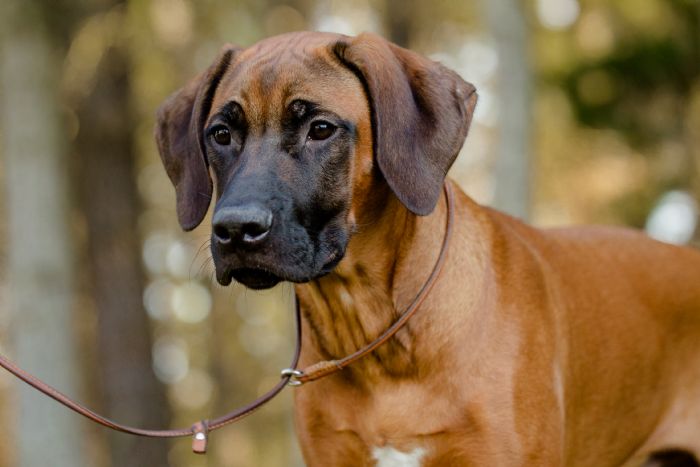 https://www.dogzonline.co.nz/images/profiles/19/09/112583_982019224536M.jpg