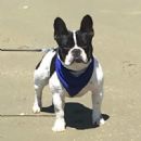 Click to see more details for this dog