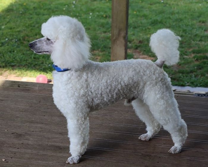 Wynot My White Knight Owned by Mrs Pamela Saville