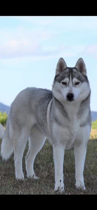 Alpine Siberian Huskies