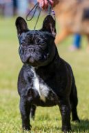 Click to see more details for this dog