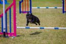 Click to see more details for this dog