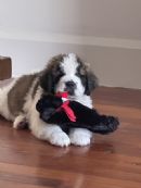 Click to see more details for this dog