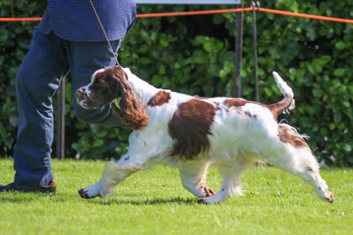 Nz Ch Penita Princess Ofth Universe (Imp Aust) - Owned by N & R Trainor