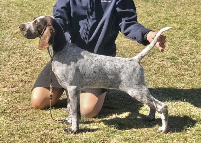 NZ Ch Moruada California Trails (Imp AUS) Owned by Antonia Dawson