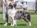 Click to see more details for this dog