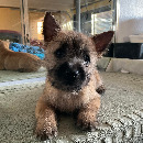 Click to see more details for this dog