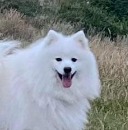 Click to see more details for this dog