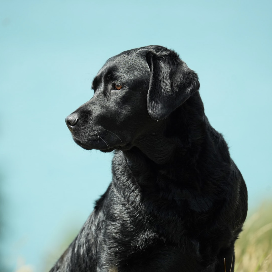 https://www.dogzonline.co.nz/images/profiles/26/03/139230_3312026183658.jpg