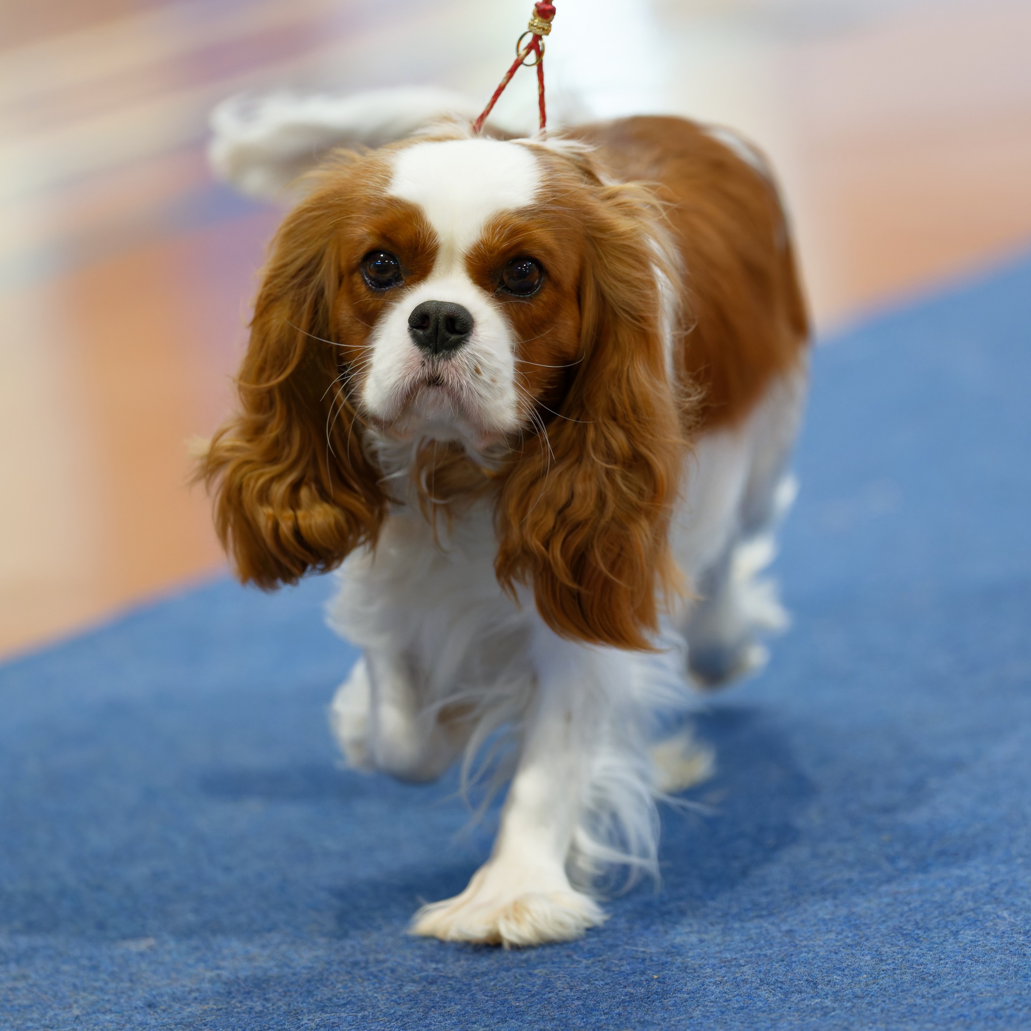 https://www.dogzonline.co.nz/images/profiles/26/05/138423_5252026195111.jpg