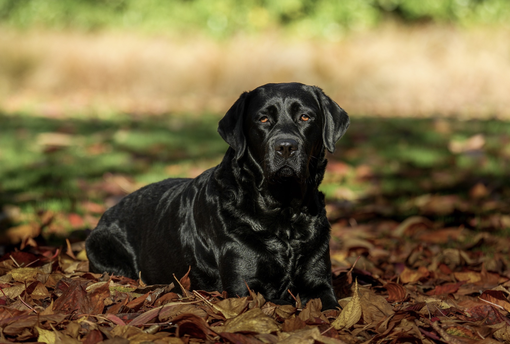 https://www.dogzonline.co.nz/images/profiles/26/05/139230_518202612516.jpg