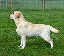 Click to see more details for this dog