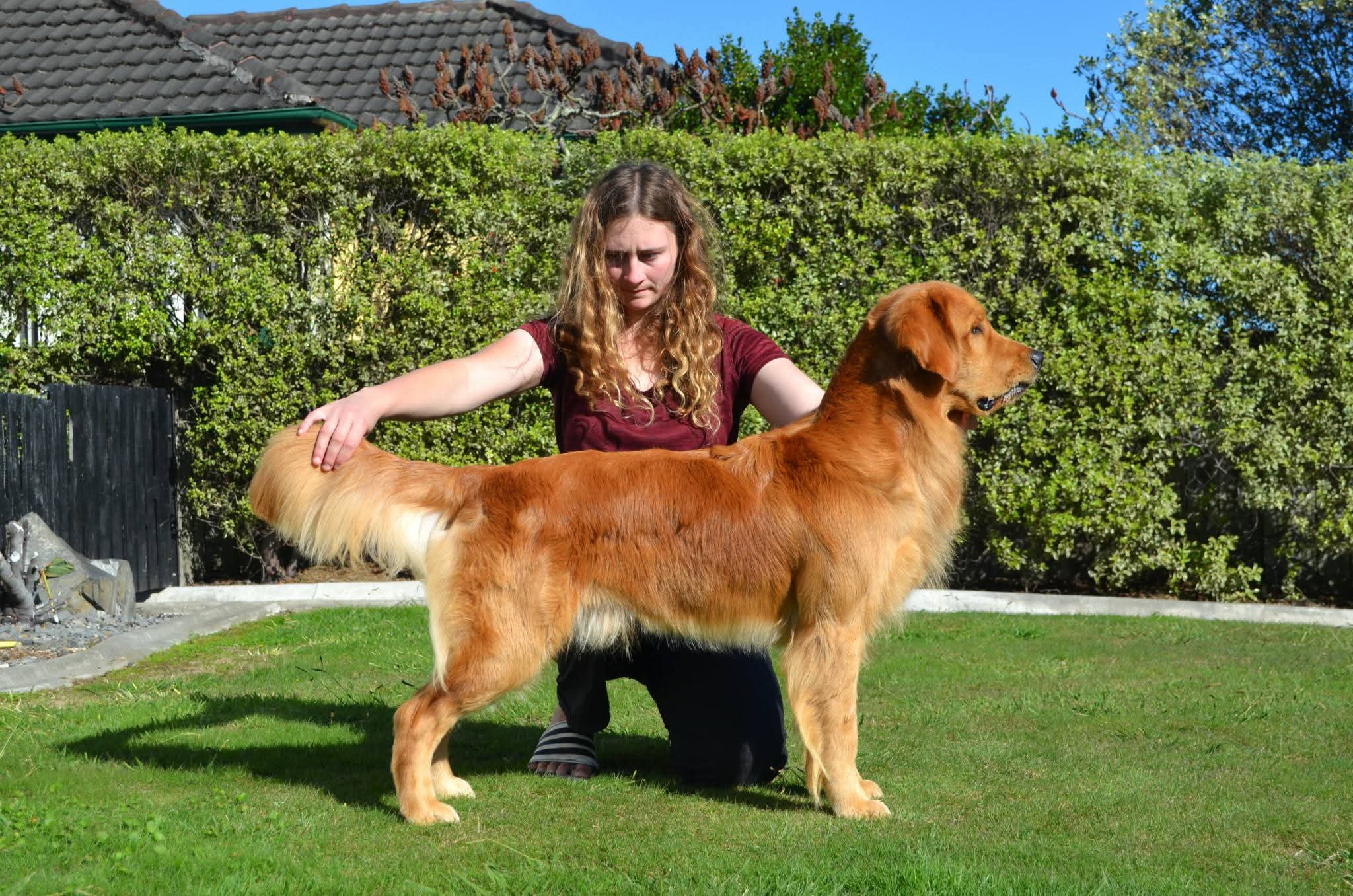 https://www.dogzonline.co.nz/images/profiles/26/05/141092_532026194448.jpg