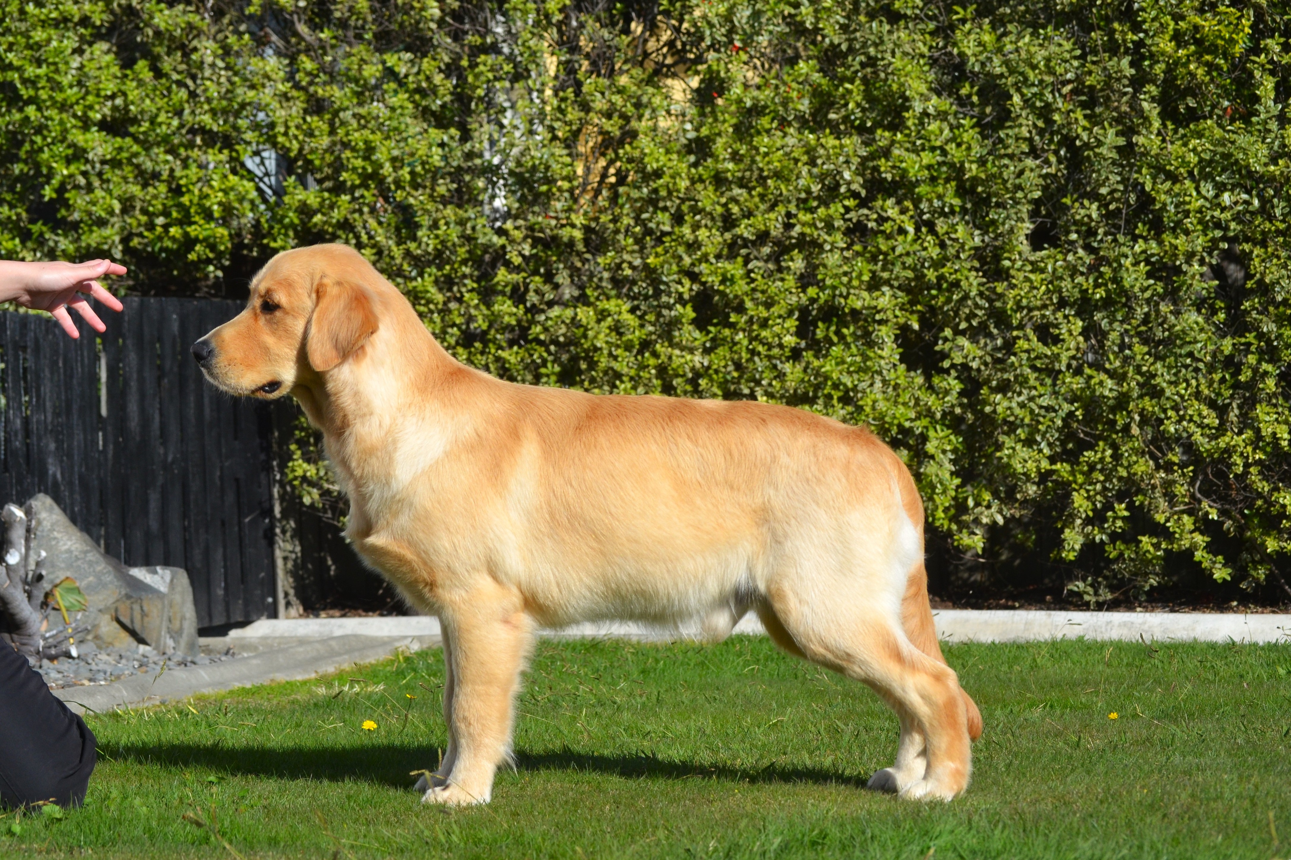 https://www.dogzonline.co.nz/images/profiles/26/05/142415_532026193731.jpg