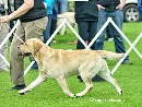 Click to see more details for this dog