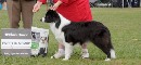 Click to see more details for this dog