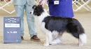 Click to see more details for this dog