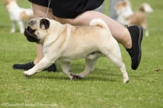 https://www.dogzonline.co.nz/images/profiles/26/06/118052_613202616214.jpg