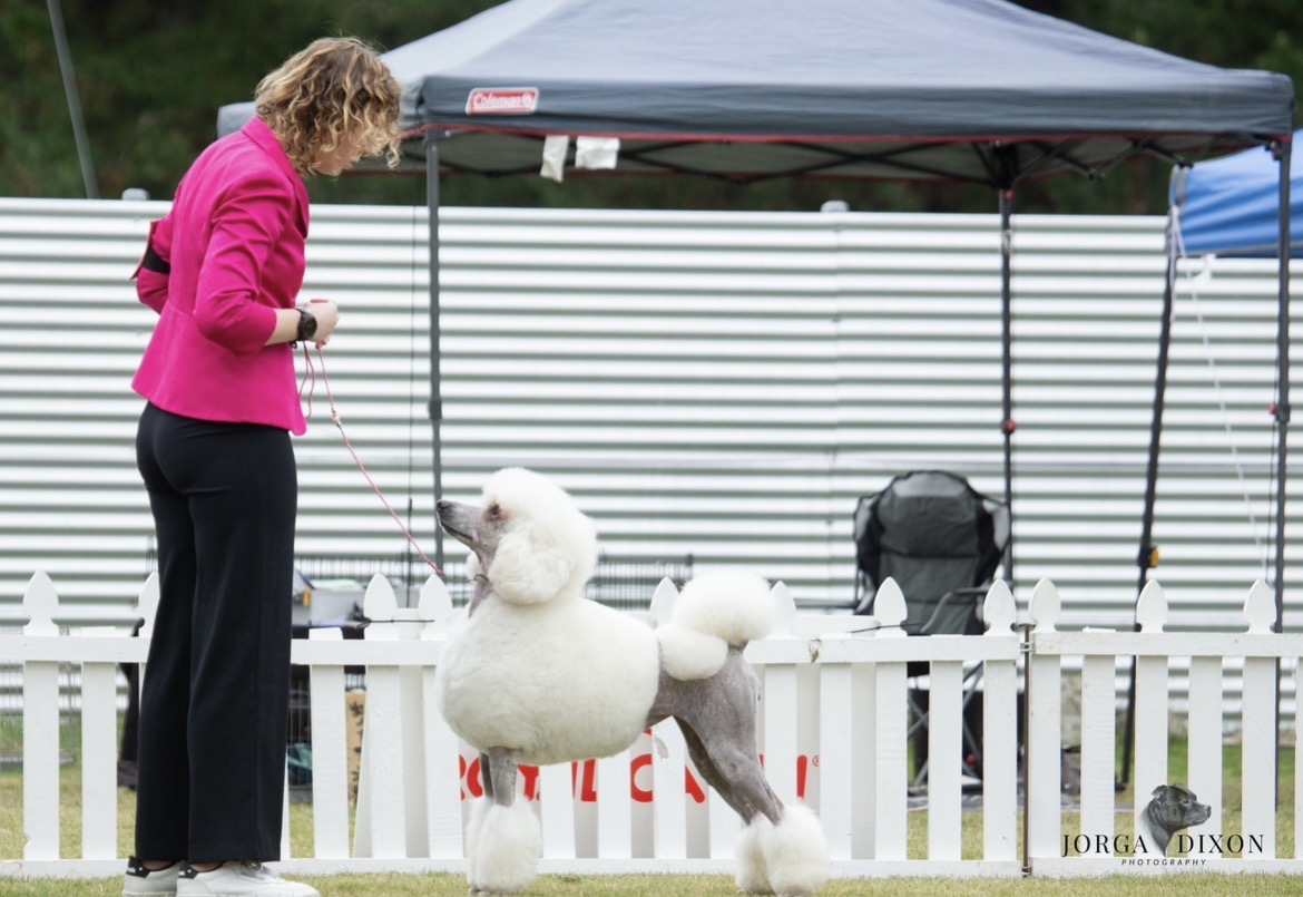 NZ CH Tai Yuan Shh No One Cares Poodle (Standard)