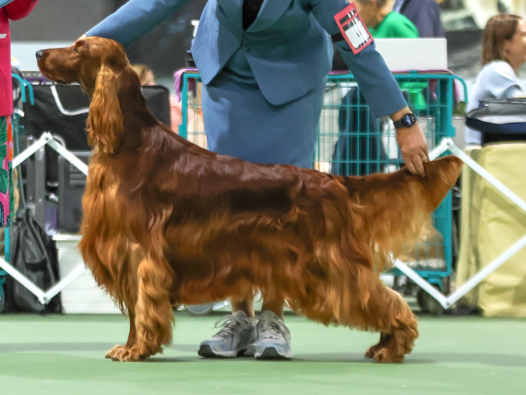 https://www.dogzonline.co.nz/images/profiles/26/06/133973_612026142837.jpg