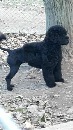 Click to see more details for this dog