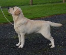 Click to see more details for this dog