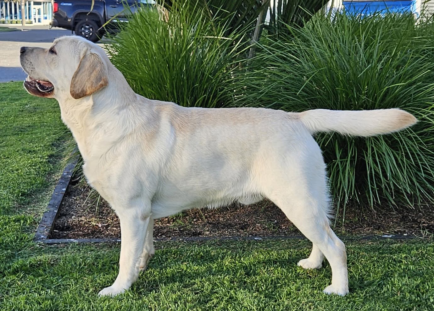 Maktawae Xerxes Labrador Retriever
